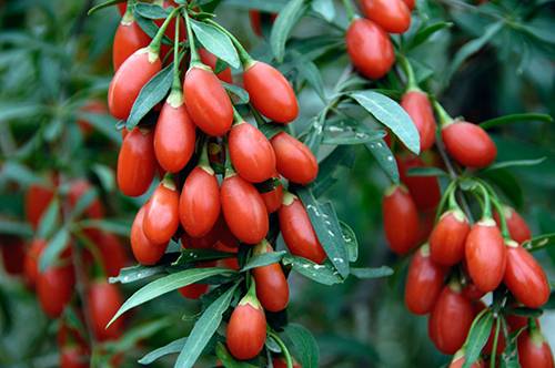 Chinese Goji Berries 2007. Image shot 2007. Exact date unknown. ACY81M