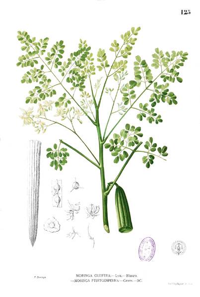 403px-Moringa_oleifera_Blanco1.125